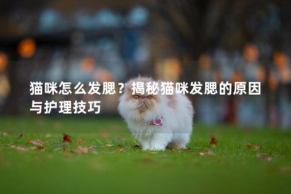 貓咪怎么發(fā)腮?揭秘貓咪發(fā)腮的原因與護(hù)理技巧 貓咪怎么發(fā)腮?揭秘貓咪發(fā)腮的原因與護(hù)理技巧