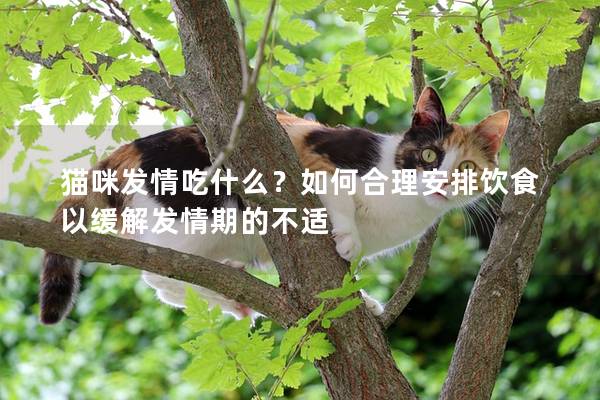 貓咪發情吃什么？如何合理安排飲食以緩解發情期的不適