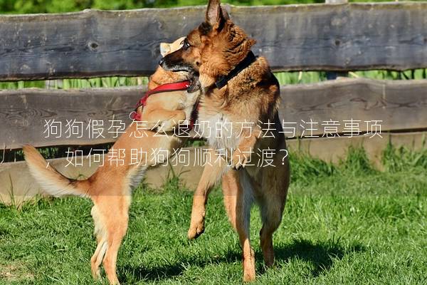 狗狗假孕怎么退奶的方法與注意事項(xiàng)，如何幫助狗狗順利過渡？