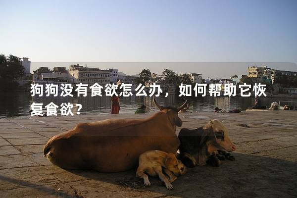 狗狗沒(méi)有食欲怎么辦，如何幫助它恢復(fù)食欲？