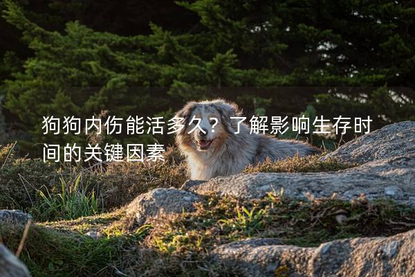 狗狗內(nèi)傷能活多久？了解影響生存時(shí)間的關(guān)鍵因素