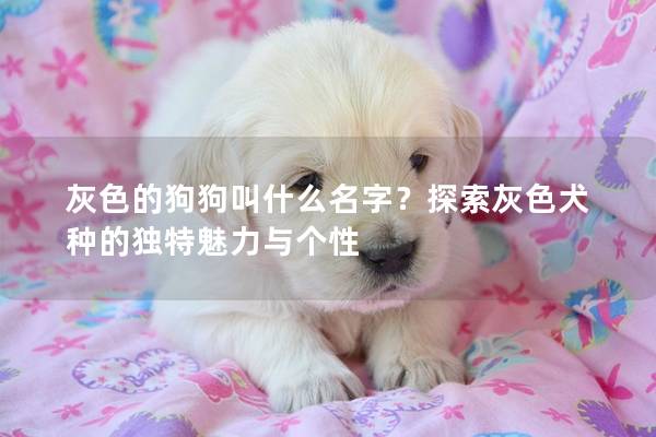 灰色的狗狗叫什么名字？探索灰色犬種的獨特魅力與個性