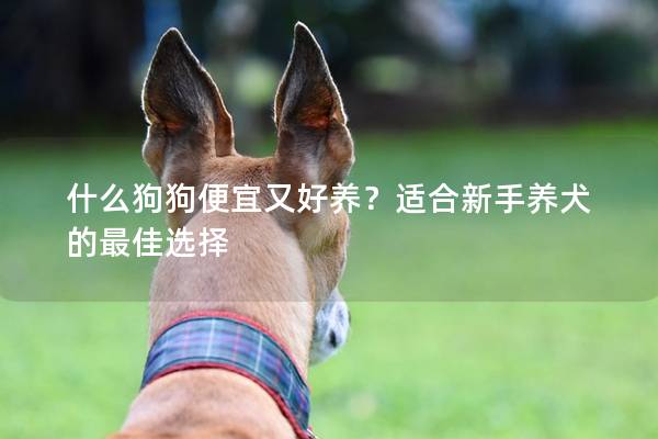 什么狗狗便宜又好養？適合新手養犬的最佳選擇