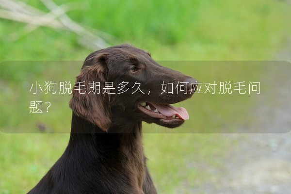 小狗脫毛期是多久，如何應(yīng)對(duì)脫毛問題？