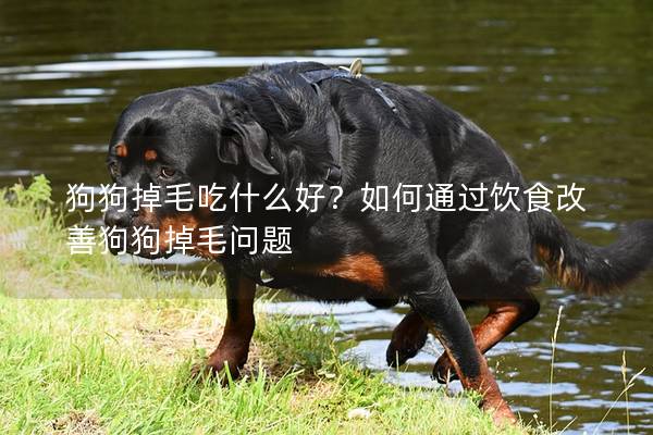 狗狗掉毛吃什么好？如何通過飲食改善狗狗掉毛問題