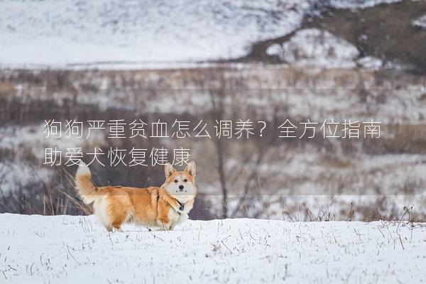 狗狗嚴(yán)重貧血怎么調(diào)養(yǎng)？全方位指南助愛犬恢復(fù)健康