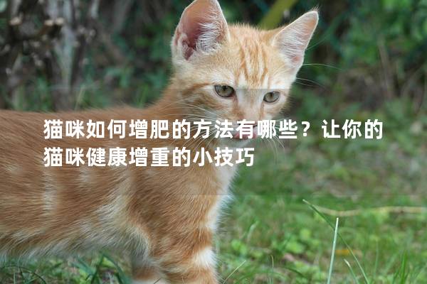 貓咪如何增肥的方法有哪些?讓你的貓咪健康增重的小技巧