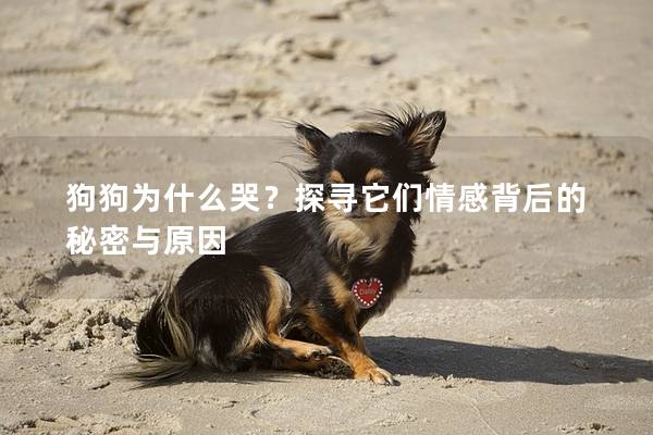 狗狗為什么哭？探尋它們情感背后的秘密與原因