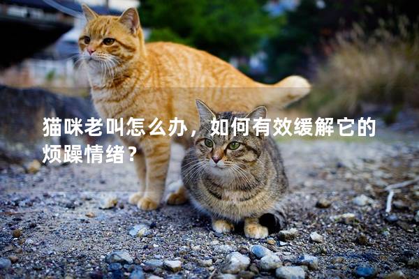 貓咪老叫怎么辦，如何有效緩解它的煩躁情緒？