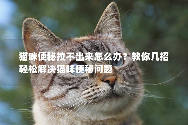 貓咪便秘拉不出來怎么辦?教你幾招輕松解決貓咪便秘問題 貓咪便秘拉不出來怎么辦?教你幾招輕松解決貓咪便秘問題