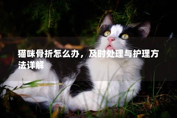 貓咪骨折怎么辦,及時處理與護理方法詳解 貓咪骨折怎么辦,及時處理與護理方法詳解