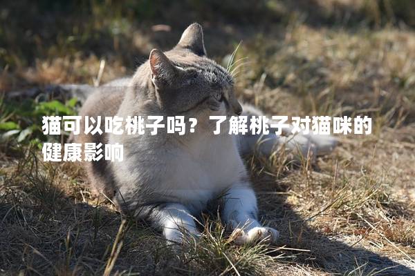 貓可以吃桃子嗎?了解桃子對(duì)貓咪的健康影響 貓可以吃桃子嗎?了解桃子對(duì)貓咪的健康影響