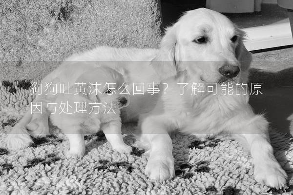 狗狗吐黃沫怎么回事？了解可能的原因與處理方法