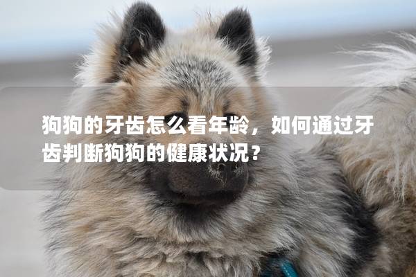 狗狗的牙齒怎么看年齡，如何通過牙齒判斷狗狗的健康狀況？