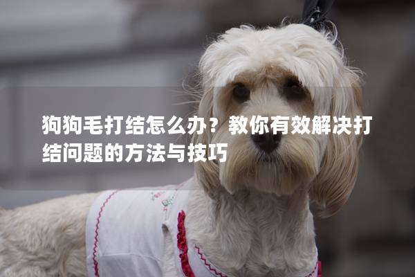 狗狗毛打結(jié)怎么辦？教你有效解決打結(jié)問題的方法與技巧