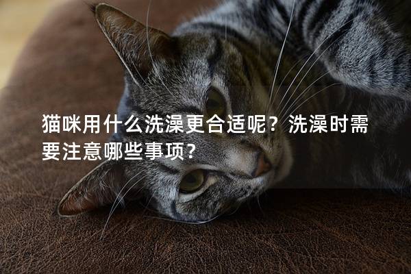 貓咪用什么洗澡更合適呢？洗澡時需要注意哪些事項？