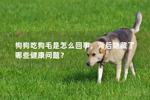 狗狗吃狗毛是怎么回事，背后隱藏了哪些健康問題？
