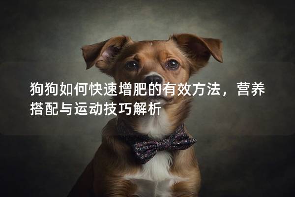 狗狗如何快速增肥的有效方法，營養搭配與運動技巧解析