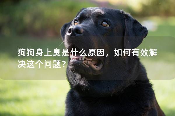 狗狗身上臭是什么原因，如何有效解決這個問題？
