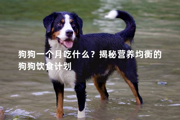 狗狗一個月吃什么？揭秘營養(yǎng)均衡的狗狗飲食計劃