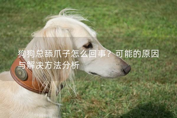 狗狗總舔爪子怎么回事？可能的原因與解決方法分析