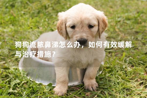 狗狗流膿鼻涕怎么辦，如何有效緩解與治療措施？