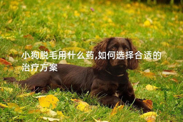 小狗脫毛用什么藥,如何選擇合適的治療方案