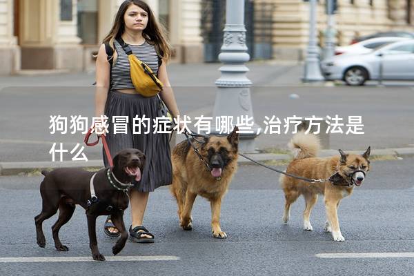 狗狗感冒的癥狀有哪些,治療方法是什么