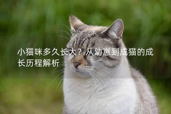 小貓咪多久長大？從幼崽到成貓的成長歷程解析
