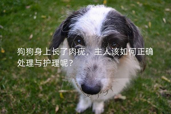 狗狗身上長了肉疣，主人該如何正確處理與護理呢？