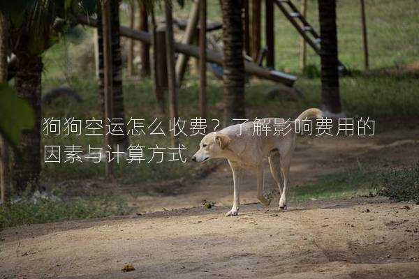 狗狗空運怎么收費？了解影響費用的因素與計算方式