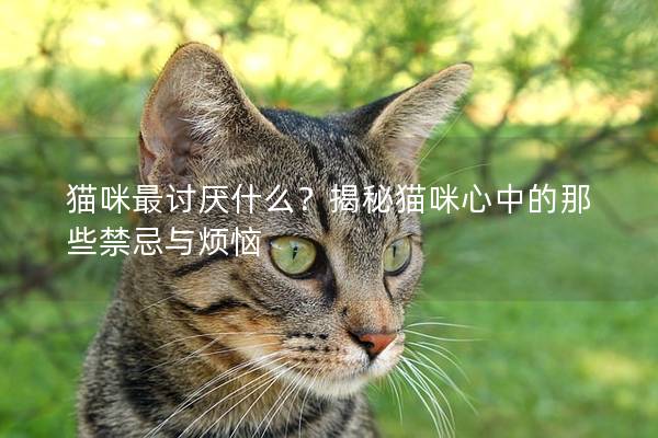 貓咪最討厭什么？揭秘貓咪心中的那些禁忌與煩惱