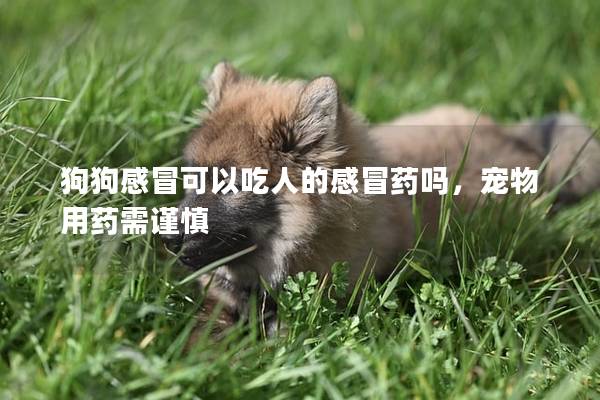 狗狗感冒可以吃人的感冒藥嗎，寵物用藥需謹慎