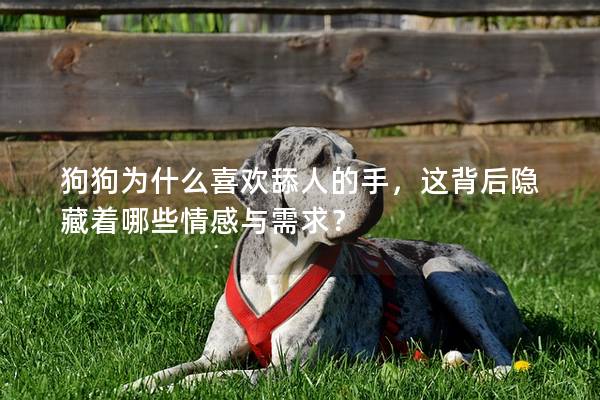 狗狗為什么喜歡舔人的手，這背后隱藏著哪些情感與需求？