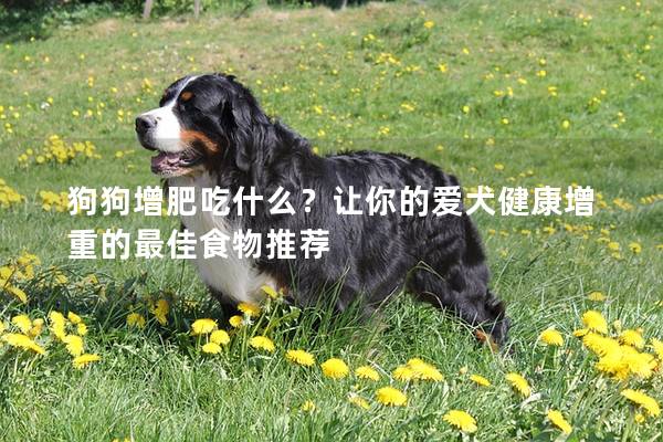 狗狗增肥吃什么？讓你的愛犬健康增重的最佳食物推薦