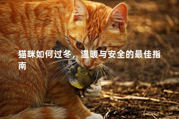 貓咪如何過冬，溫暖與安全的最佳指南