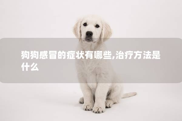 狗狗感冒的癥狀有哪些,治療方法是什么