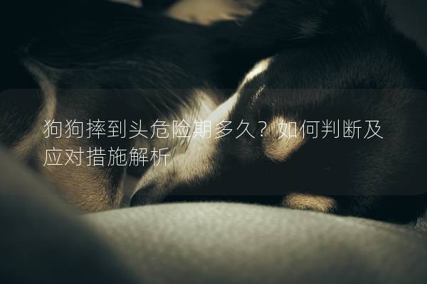 狗狗摔到頭危險期多久？如何判斷及應對措施解析