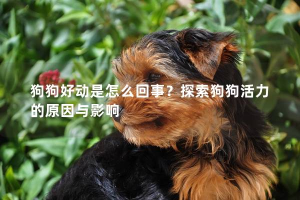 狗狗好動是怎么回事？探索狗狗活力的原因與影響