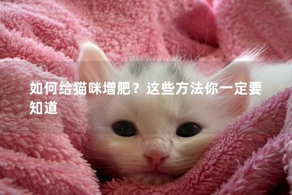 如何給貓咪增肥？這些方法你一定要知道