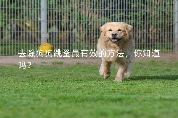 去除狗狗跳蚤最有效的方法，你知道嗎？