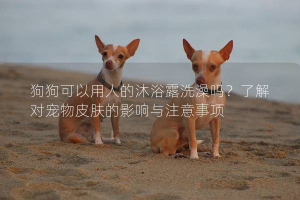 狗狗可以用人的沐浴露洗澡嗎？了解對寵物皮膚的影響與注意事項