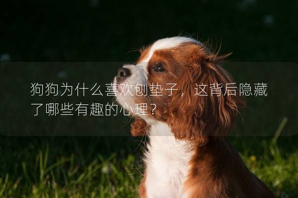 狗狗為什么喜歡刨墊子，這背后隱藏了哪些有趣的心理？