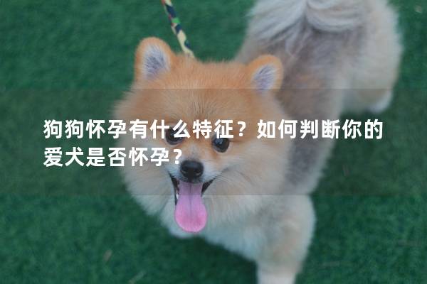 狗狗懷孕有什么特征？如何判斷你的愛犬是否懷孕？