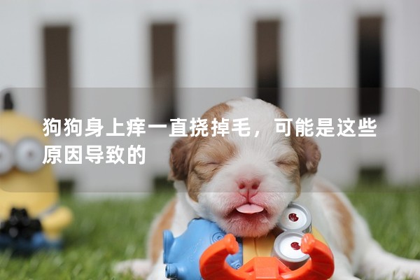 狗狗身上癢一直撓掉毛，可能是這些原因導致的