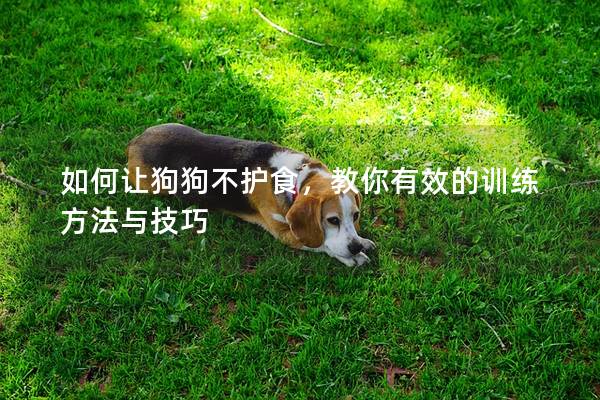 如何讓狗狗不護食，教你有效的訓練方法與技巧