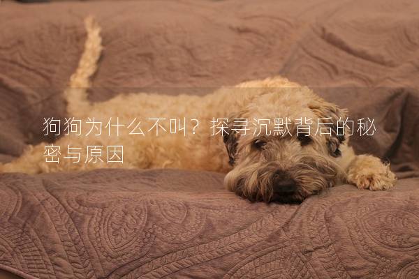 狗狗為什么不叫?探尋沉默背后的秘密與原因 狗狗為什么不叫?探尋沉默背后的秘密與原因