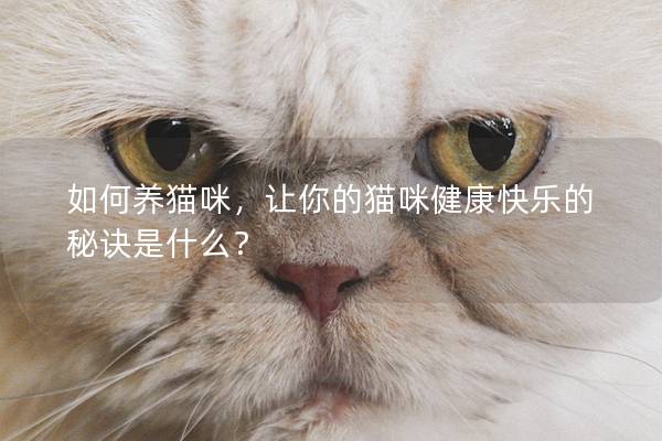 如何養貓咪，讓你的貓咪健康快樂的秘訣是什么？