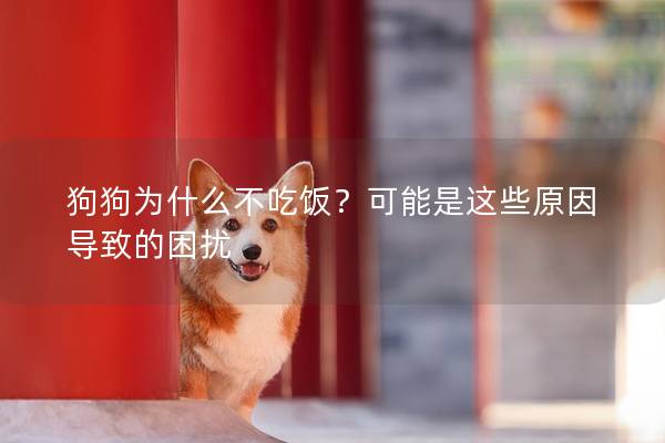 狗狗為什么不吃飯？可能是這些原因?qū)е碌睦_