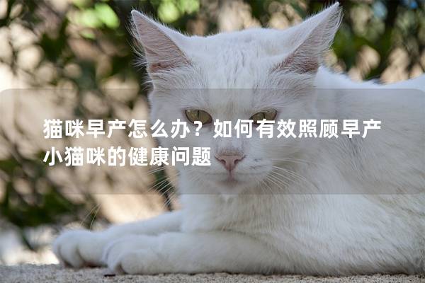 貓咪早產(chǎn)怎么辦？如何有效照顧早產(chǎn)小貓咪的健康問(wèn)題